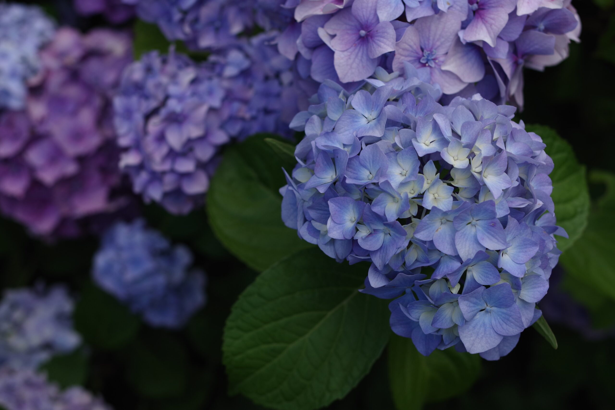 紫陽花 アジサイ ハイドレンジア 旬を迎えた梅雨の代表花 植える土によって色が変わる 花瓶に生ける際のコツは白いワタを取ること ミニマフローの豊かな暮らし